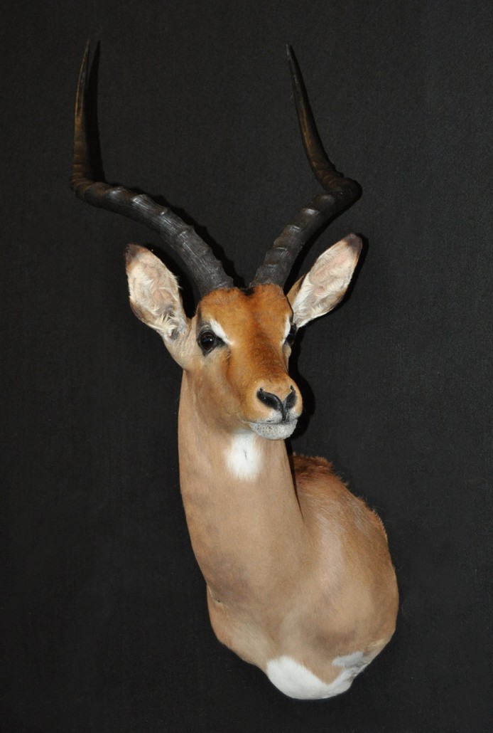 11156-Cecile-Impala – Big Buck Taxidermy